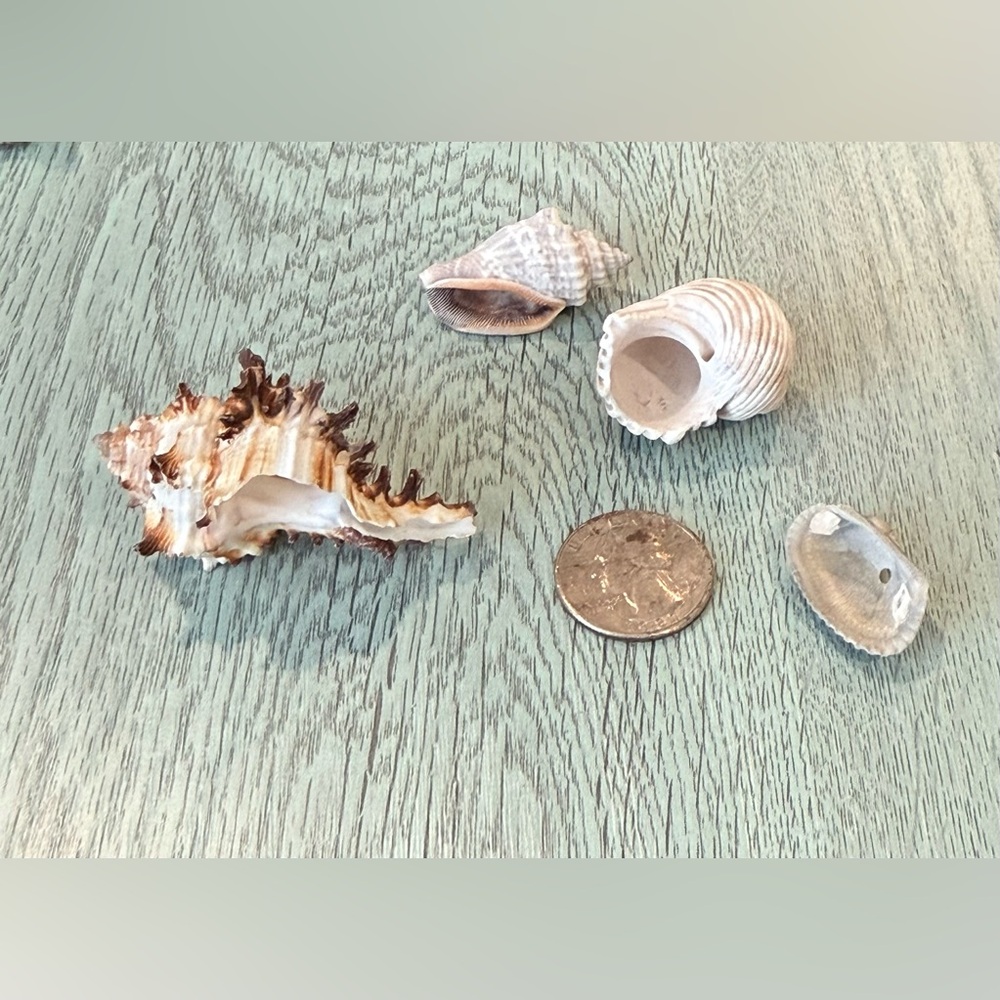Lot Of 4 Shells Including A Murex Seashell Crafts Decor Shell - Picture 7 of 11
